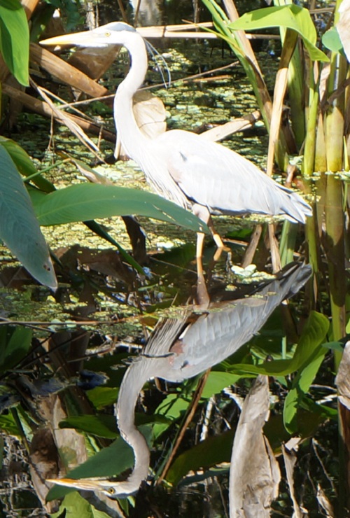 Great Blue Heron at Corkscrew Swamp Sanctuary near Fort Myers, Florida