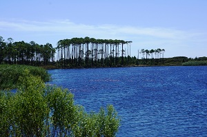 Western Lake in South Walton County, Florida - a rare coastal dune lake.