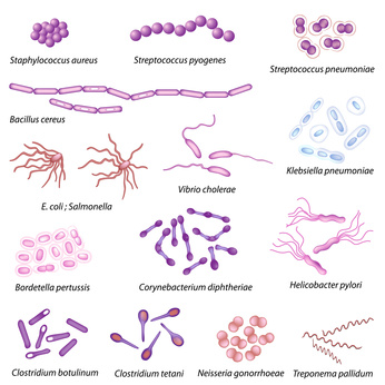 Common Bacteria that infect humans