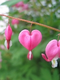 Pink Bleeding Heart